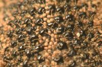 Otiorhynchus veterator