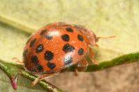 Subcoccinella vigintiquatuorpunctata