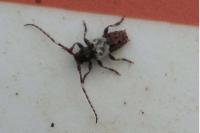 Pogonocherus hispidulus