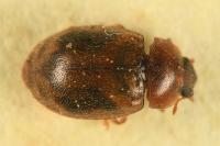 Rhyzobius chrysomeloides