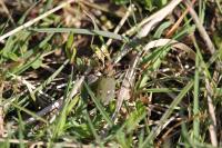 Cicindela campestris