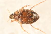 Haliplus lineatocollis