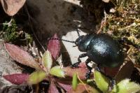 Timarcha goettingensis