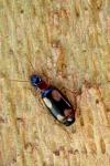 Dromius quadrimaculatus