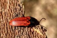 Ampedus