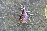 Liophloeus tessulatus