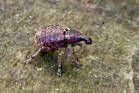 Liophloeus tessulatus