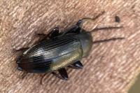 Stenomax aeneus