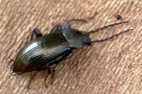 Stenomax aeneus