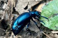 Meloe violaceus