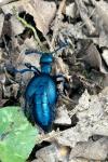 Meloe violaceus