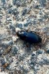 Harpalus