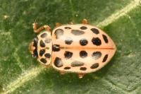 Anisosticta novemdecimpunctata