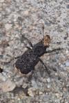 Platyrhinus resinosus