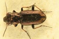 Notiophilus biguttatus