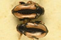 Phyllotreta ochripes