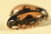 Phyllotreta ochripes