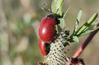 Chrysomela populi