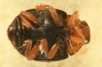 Scymnus rubromaculatus