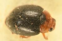 Scymnus rubromaculatus