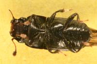 Glischrochilus quadrisignatus