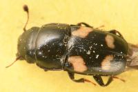 Glischrochilus quadrisignatus