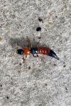 Paederus littoralis