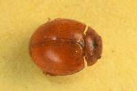 Subcoccinella vigintiquatuorpunctata