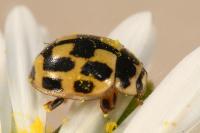 Propylea quatuordecimpunctata