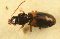 Acupalpus meridianus