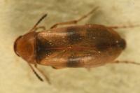 Anaspis maculata
