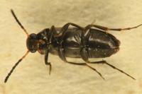 Anaspis fasciata
