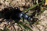Meloe proscarabaeus