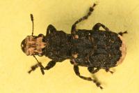 Platyrhinus resinosus