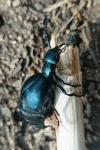 Meloe violaceus