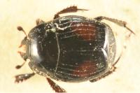 Margarinotus purpurascens