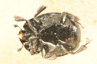 Margarinotus purpurascens