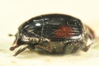 Margarinotus purpurascens