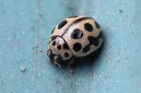 Tytthaspis sedecimpunctata