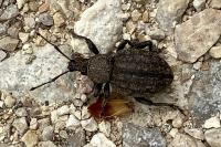 Otiorhynchus ligustici