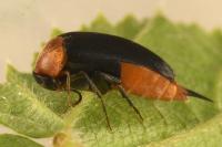 Mordellochroa abdominalis