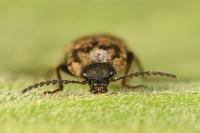 Prosternon tessellatum