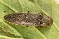 Agriotes pilosellus