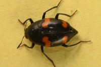 Scaphidium quadrimaculatum
