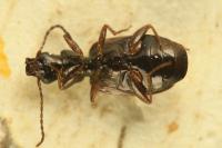 Syntomus obscuroguttatus