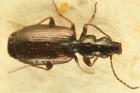Syntomus obscuroguttatus