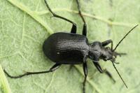 Calosoma inquisitor