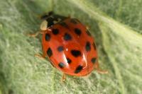 Harmonia axyridis