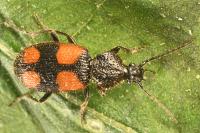 Panagaeus bipustulatus