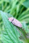Agrypnus murinus